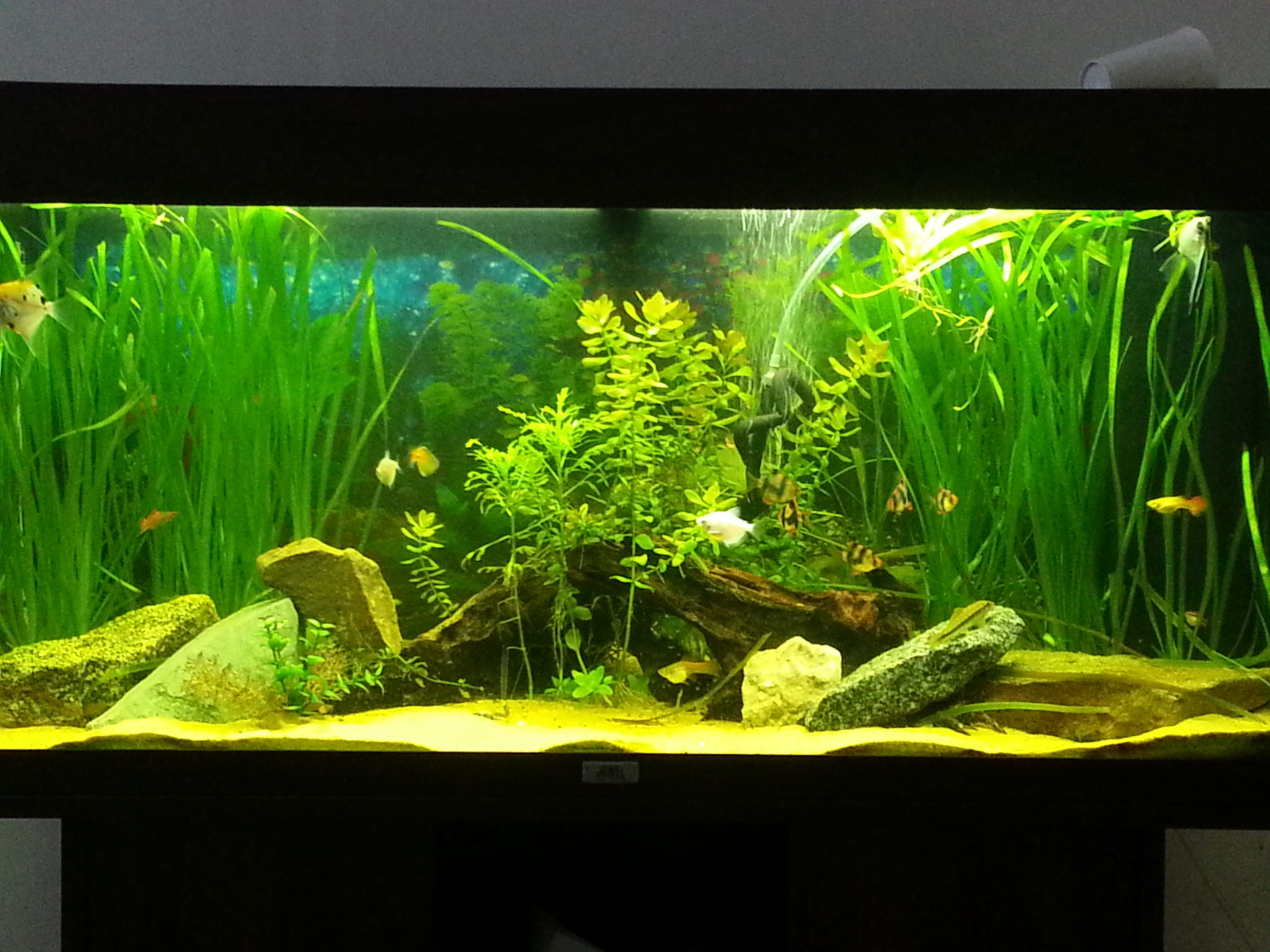Read more about the article Aquarium Maintenance and Setup Manchester